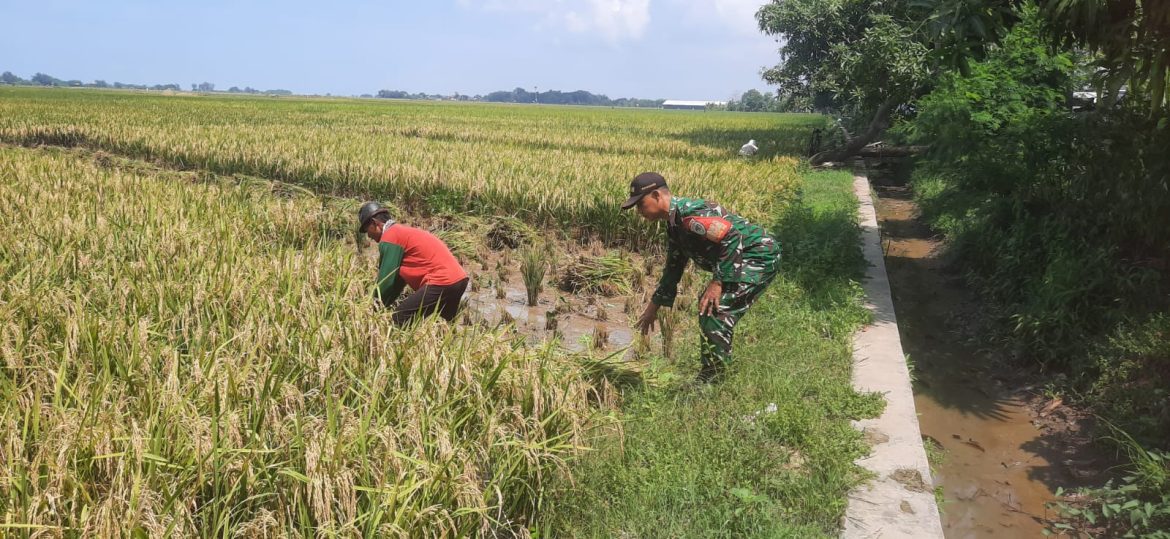 Anggota Koramil 1609 Juntinyuat Indramayu Hadiri Panen Poktan di Area Pesawahan Sriwidara
