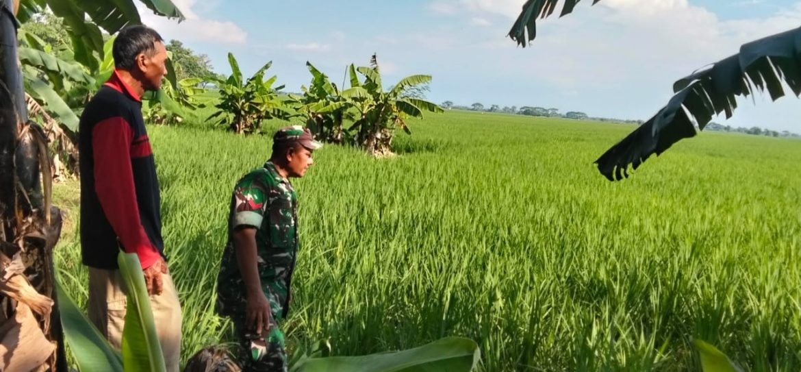 Babinsa Koramil 1603 Lohbener Indramayu Melakukan Pendampingan Pertanian di Wilayah Binaan 