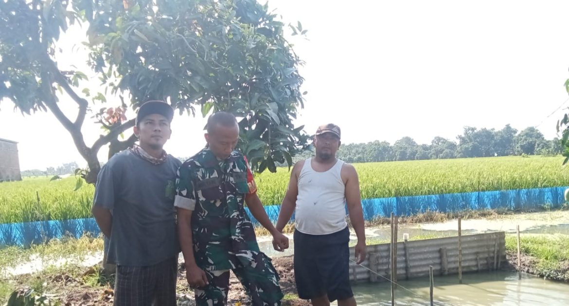 Babinsa Koramil 1609 Juntinyuat Indramayu Monitoring Kegiatan Pendampingan Pertanian di Desa Segeran Blok KEreng