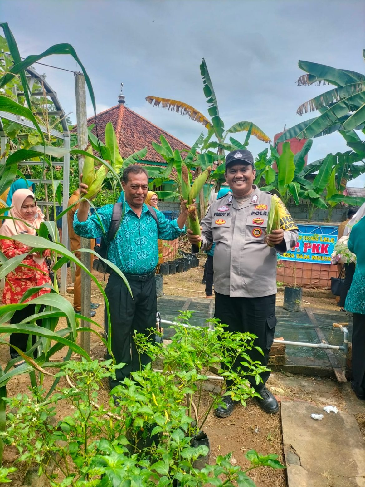 Dukung Ketahanan Pangan, Bhabinkamtibmas Polsek Betung Panen Jagung P2B di Desa Taja Mulya