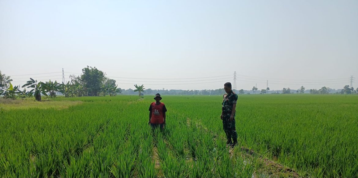 Babinsa Koramil 1605 Sukagumiwang Indramayu Monitoring dan Pendampingan Pertanian Penyiangan Rumput Padi 
