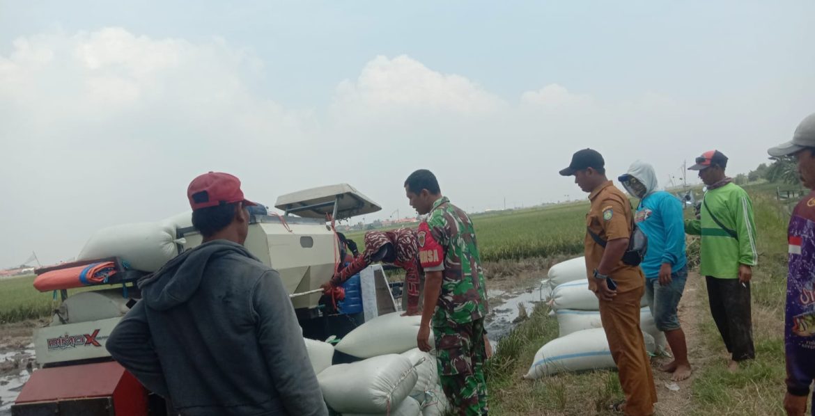 Babinsa Koramil 1602 Sindang Indramayu Melakukan Kegiatan Pendampingan Pertanian Musim Panen Sadon
