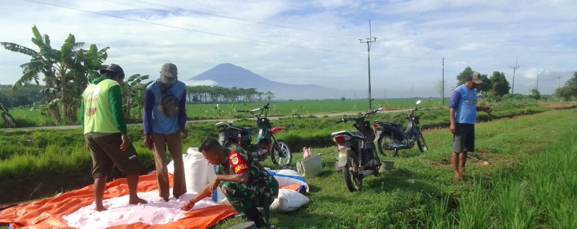 Babinsa Koramil 1605 Sukagumiwang Indramayu Monitoring dan Pendampingan Pertanian di Desa Cadangpinggan