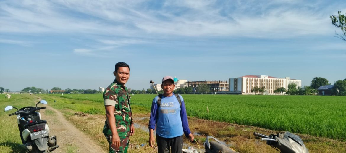Babinsa Koramil 1603 Lohbener Indramayu Melakukan Pendampingan Pertanian di Desa Legok