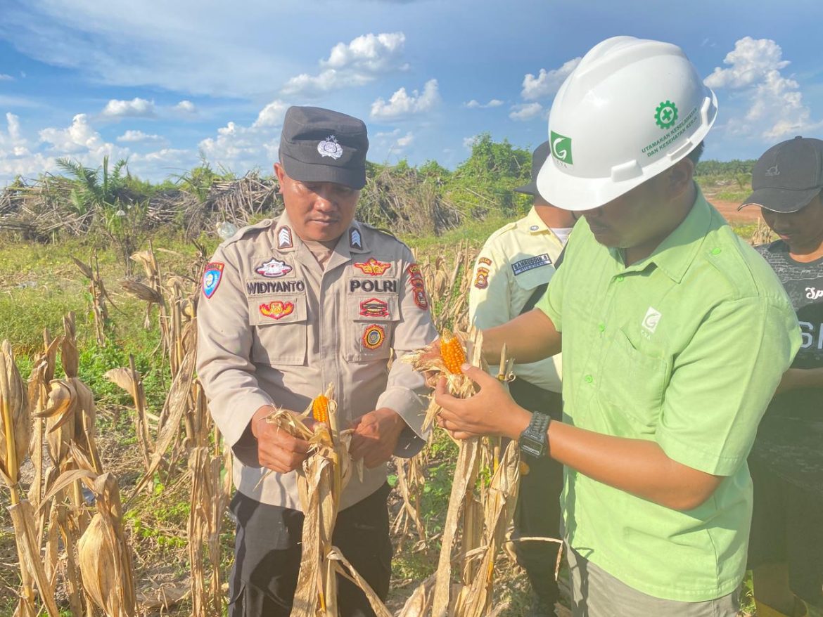 Bripka Widiyanto Turut Serta Pada Panen Jagung di Lahan PT CVA Desa Penuguan Kecamatan Selat Penuguan
