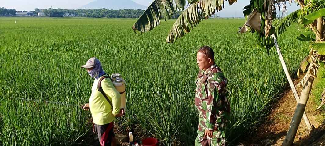 Babinsa Koramil 1605 Sukagumiwang Indramayu Monitoring dan Pendampingan Pertanian Olah Lahan di Desa Sukagumiwang