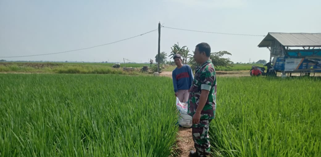 Babinsa Koramil 1605 Sukagumiwang Indramayu Monitoring dan Pendampingan Pertanian Pemupukan Padi di Desa Cadangpinggan