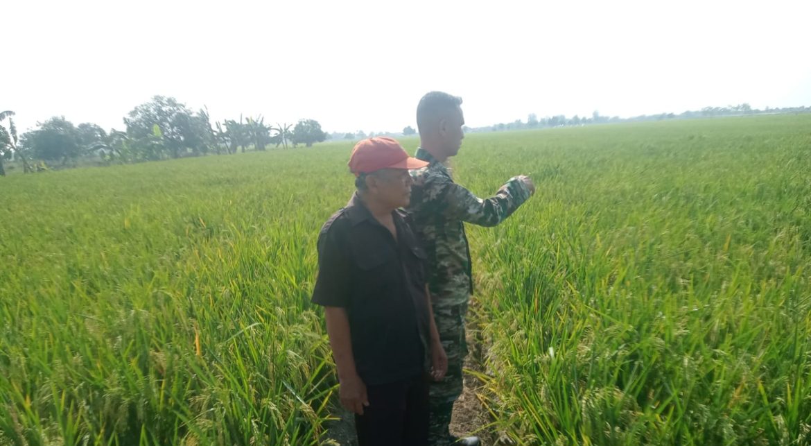 Babinsa Koramil 1611 Losarang Indramayu Monitoring dan Pendampingan Pertanian Desa Puntang Kecamatan Losarang 