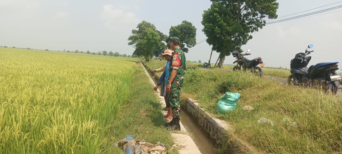 Babinsa Koramil 1603 Lohbener Indramayu Melakukan Pendampingan Pertanian di Desa Sukasari