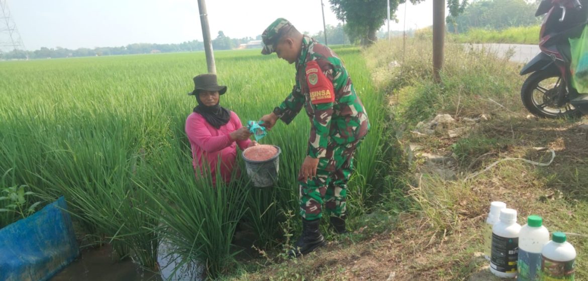 Babinsa Koramil 1605 Sukagumiwang Indramayu Monitoring dan Pendampingan Pertanian Pemupukan Padi di Desa Tersana