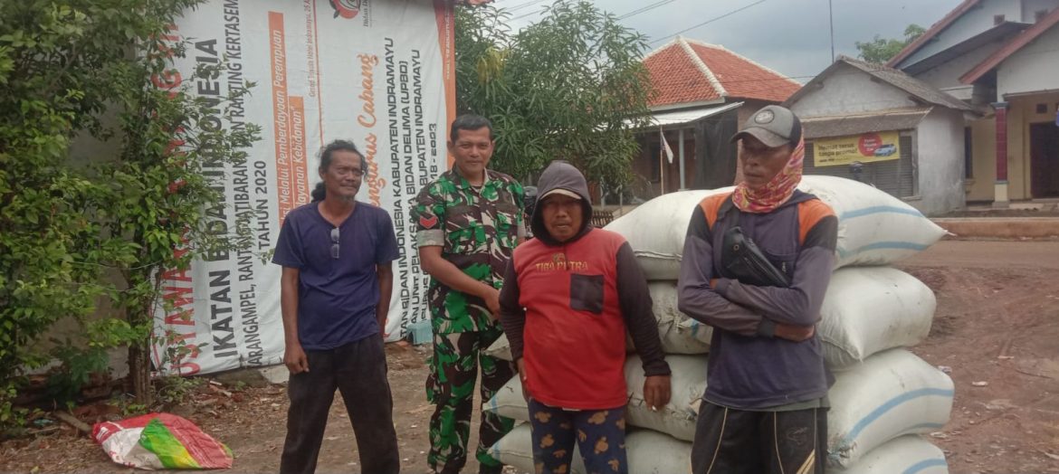 Anggota koramil 1602 Sindang Indramayu Monitoring Pendampingan Pertanian Pada Masa Musim Panen Sadon (panen ke II) tahun 2025 di desa Wanantara