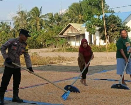 Bhabinkamtibmas Polsek Muara Padang Dampingi Poktan Tani Makmur Proses Penjemuran Jagung