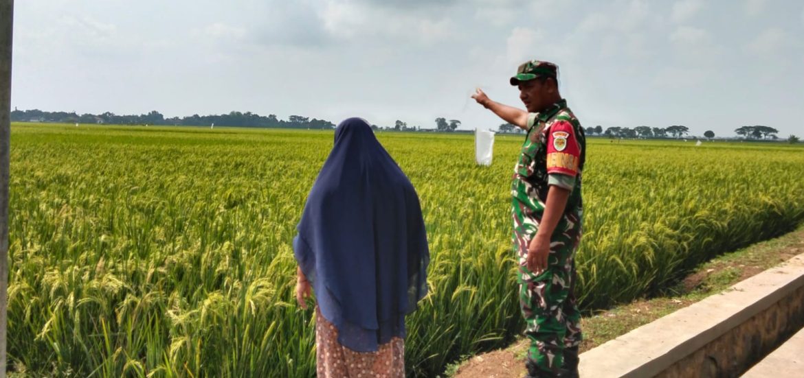 Pendampingan Pertanian Koramil 1603 Lohbener Indramayu di Desa Linggajatil