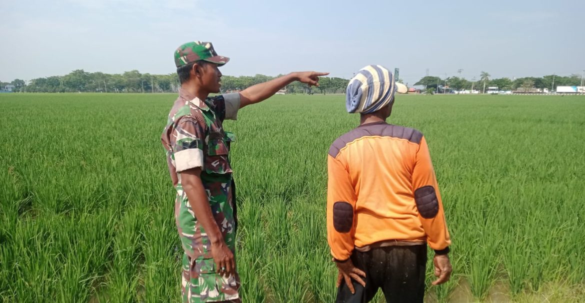Babinsa Koramil 1605 Sukagumiwang Indramayu Monitoring dan Pendampingan Pertanian di Desa Larangan Jambe