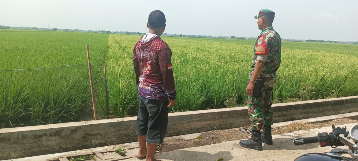 Anggota Koramil 1603 Lohbener Indramayu Melakukan Pendampingan Pertanian di Desa Sukasari