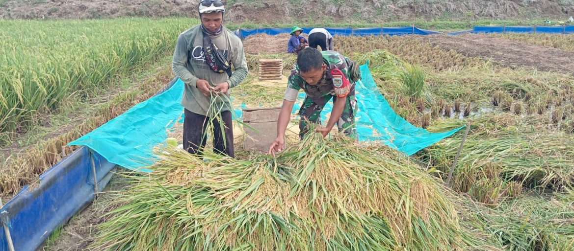 Dukung Program Ketahanan Pangan, Babinsa Koramil 1609 Juntinyuat Indramayu Melakukan Pendampingan Pertanian Turun ke Lahan Persawahan 