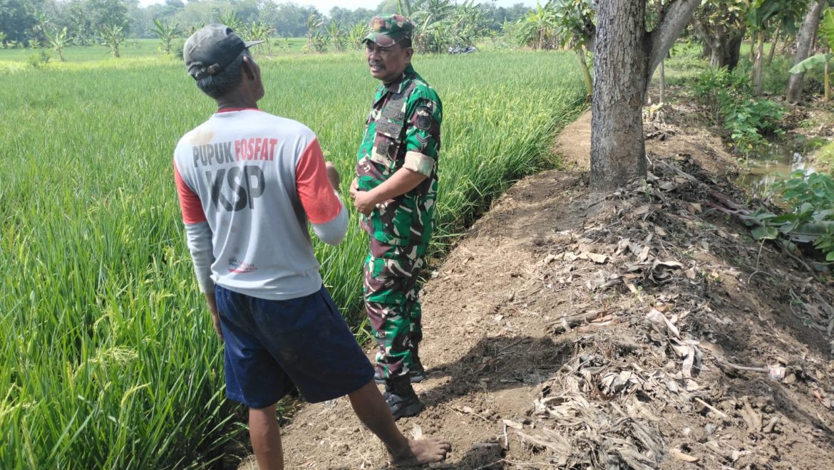 Babinsa Koramil 1605 Sukagumiwang Indramayu Monitoring dan Pendampingan Pertanian di Desa Tenajar Lor 