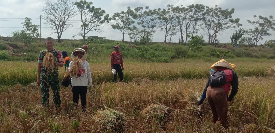 Anggota Koramil 1602 Sindang Indramayu Melakukan Pendampingan Pertanian Pada Masa Musim Panen Sadon Tahun 2025 di Desa Wanantara 