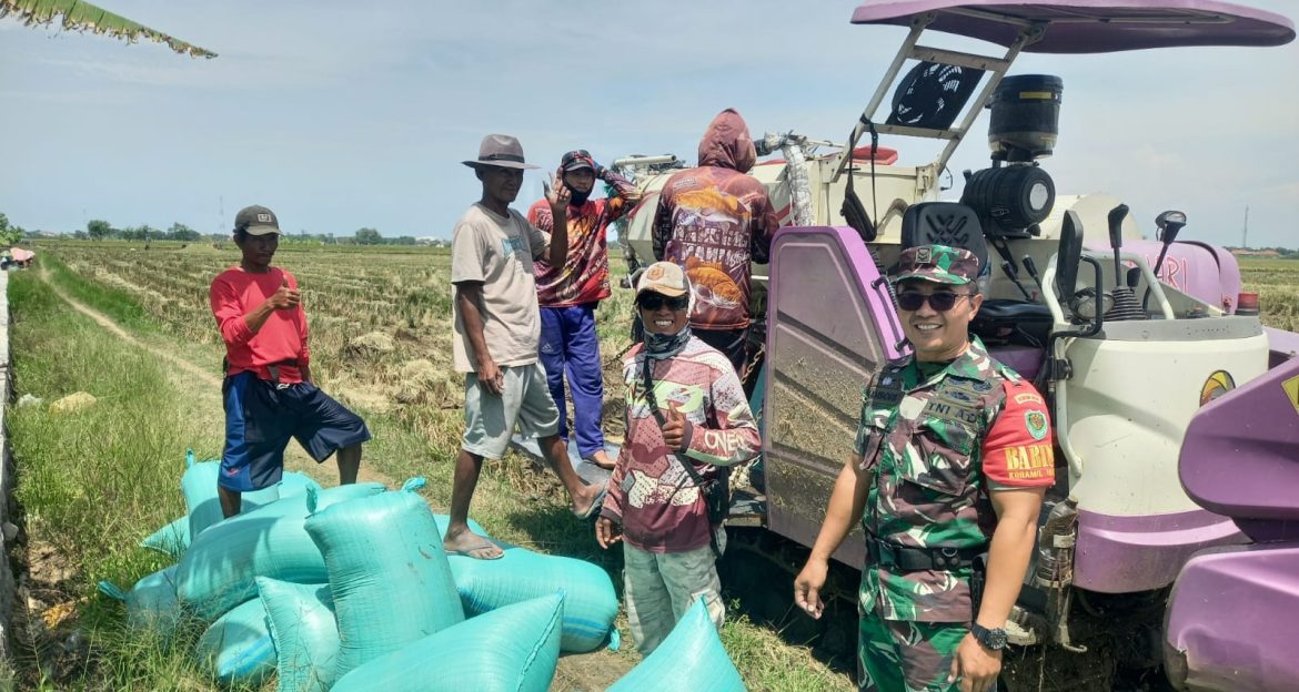 Anggota Koramil 1601 Indramayu Monitoring dan Pendampingan Panen Padi di Sawah Areal Desa Tegalurung