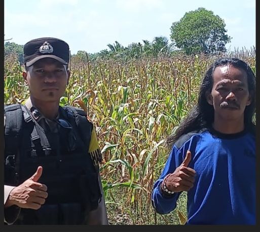 Bhabinkamtibmas Aipda Hengki Pandapotan Dampingi Petani Panen Jagung di Desa Sugih Waras