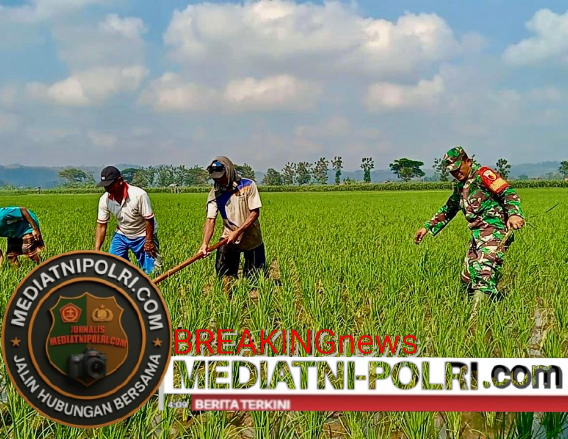 Optimalkan Ketahanan Pangan, Babinsa Kademangan Dukung Petani Tingkatkan Kualitas Panen