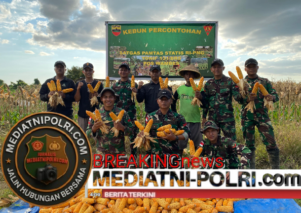 *Satgas Yonif 131/Brajasakti Panen Jagung Bersama Warga, Dukung Ketahanan Pangan di Perbatasan Papua*