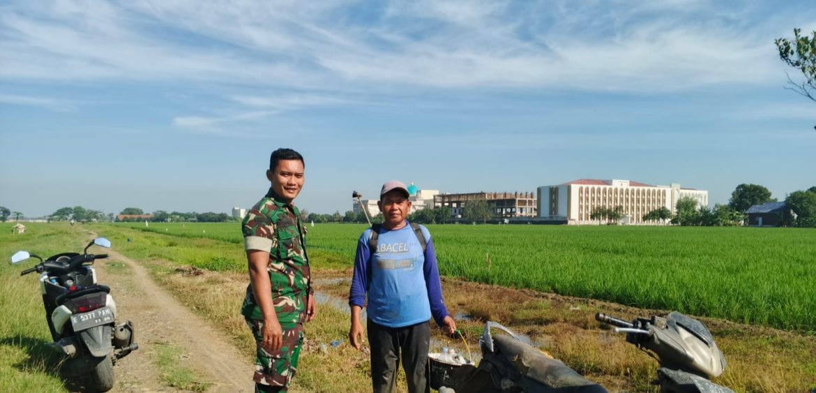 Babinsa Koramil 1603 Lohbener Indramayu Melakukan Pendampingan Pertanian di Desa Legok