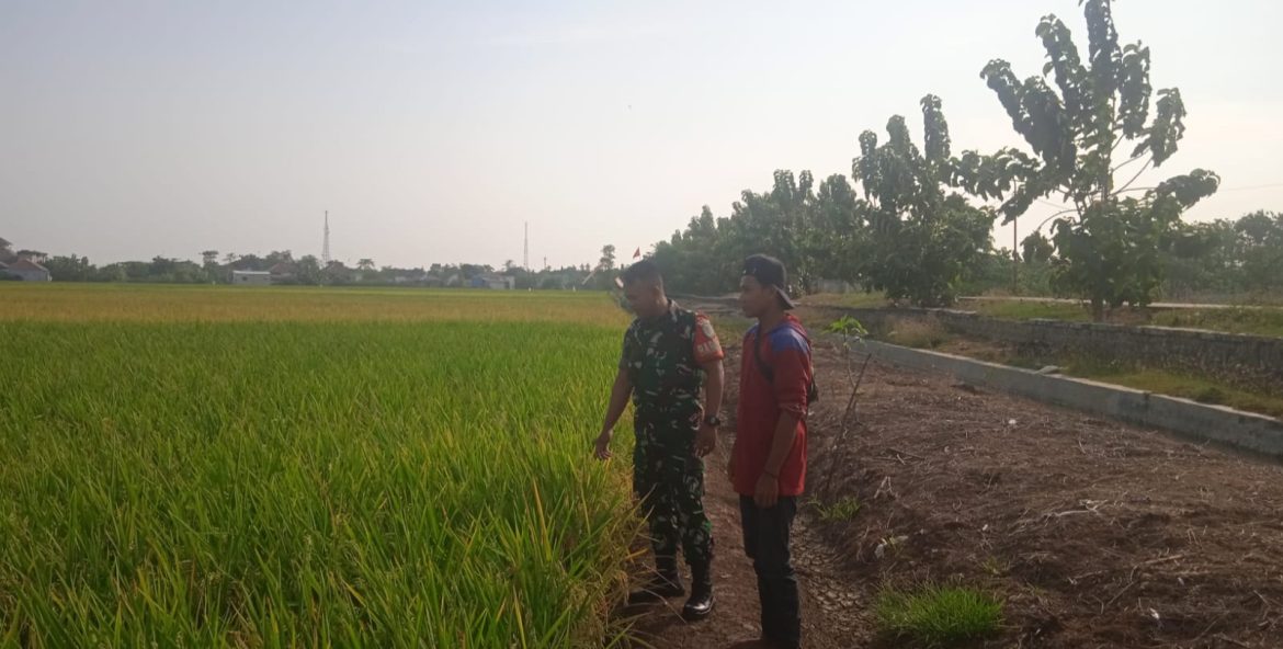 Anggota Koramil 1611 Losarang Indramayu Melakukan Pendampingan Pertanian di Desa Krimun