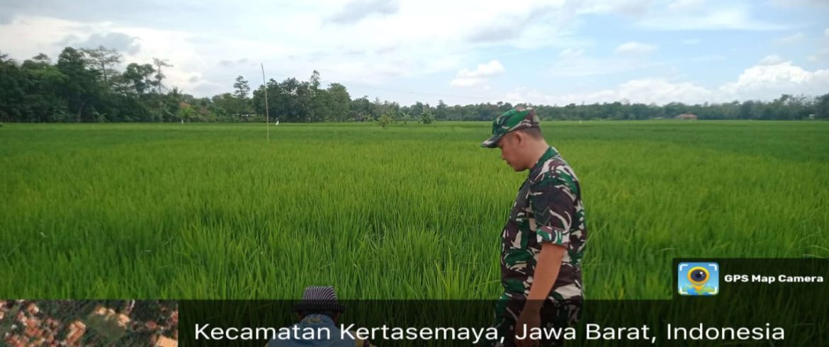 Anggota Koramil 1605 Sukagumiwang Indramayu Monitoring dan Pendampingan Pertanian di Desa Sukawera