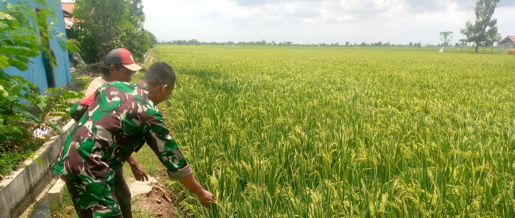 Tingkatkan Produktivitas Pertanian, Babinsa Koramil 1603 Lohbener Indramayu Melaksanakan Pendampingan 