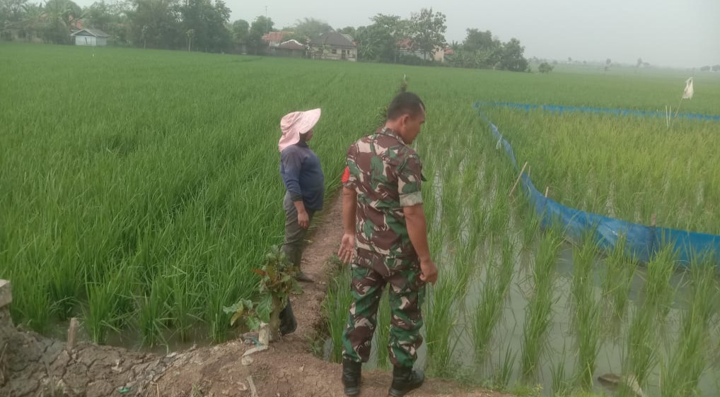 Babinsa Koramil 1605 Sukagumiwang Monitoring dan Pendampingan Pertanian di Desa Gunungsari