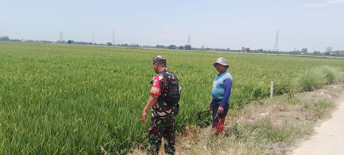 Dukung Program Ketahanan Pangan, Babinsa Koramil 1611 Losarang Melaksanakan Pendampingan Pertanian 