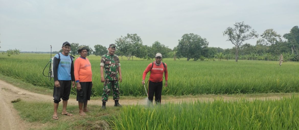 Babinsa Koramil 1605 Sukagumiwang Monitoring dan Pendampingan Pertanian di Desa Tenajar Lor 