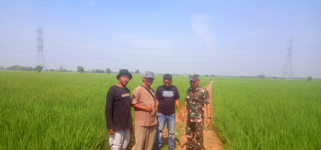 Babinsa Koramil 1605 Sukagumiwang Monitoring dan Pendampingan Pertanian, di Desa Cadangpinggan