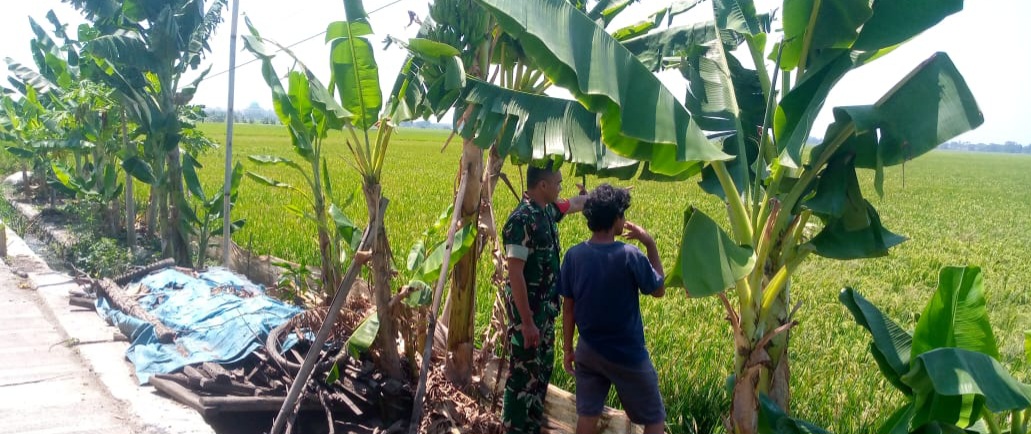 Babinsa Koramil 1603 Lohbener Melakukan Pendampingan Pertanian di Desa Tawang Sari
