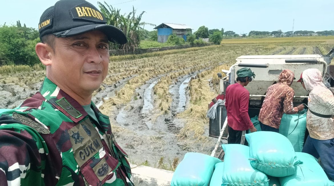 Anggota Koramil 1609 Juntinyuat Monitoring Panen di Desa Limbangan