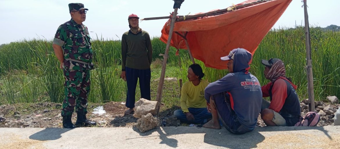Anjangsana Danramil 1609 Juntinyuat Bersama Petani Yang Sedang Jemur Padi di Desa Pondoh 