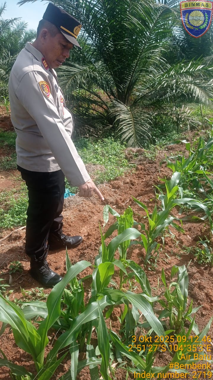 Polsek Talang Kelapa Pantau Langsung Lahan Jagung Demi Dukung Ketahanan Pangan