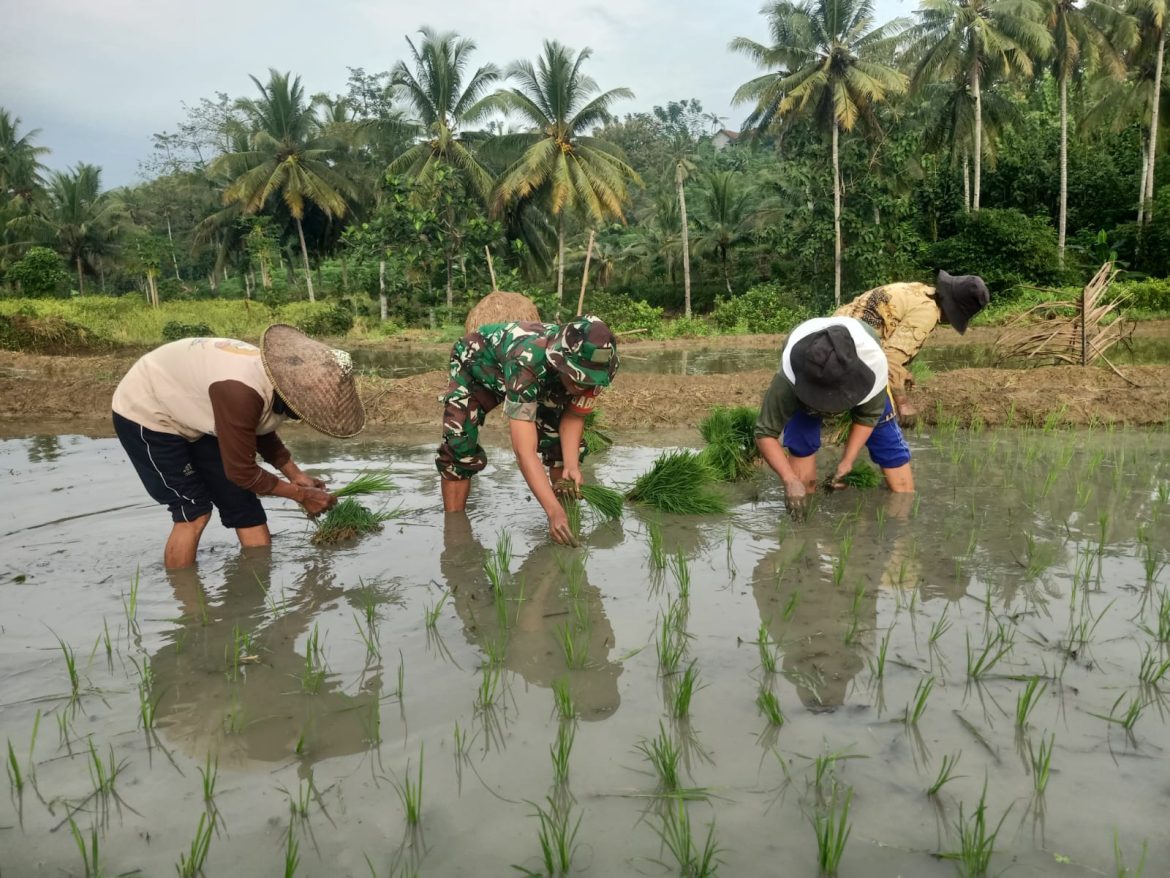 Babinsa Sumbersih Dampingi Poktan Tunas Jaya Tanam Padi di Lahan Warga
