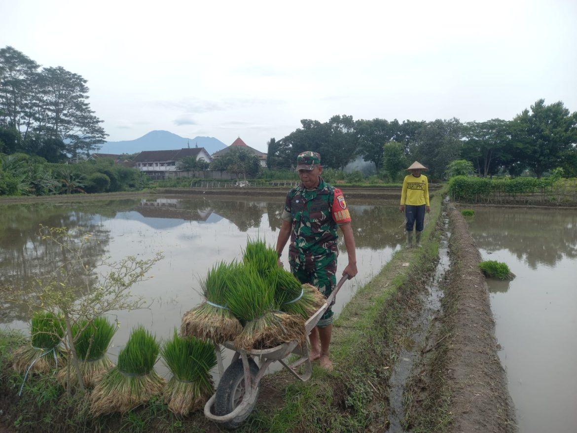 Wujud Kepedulian TNI Pada Ketahanan Pangan, Babinsa Kaweron Bantu Petani Tanam Padi