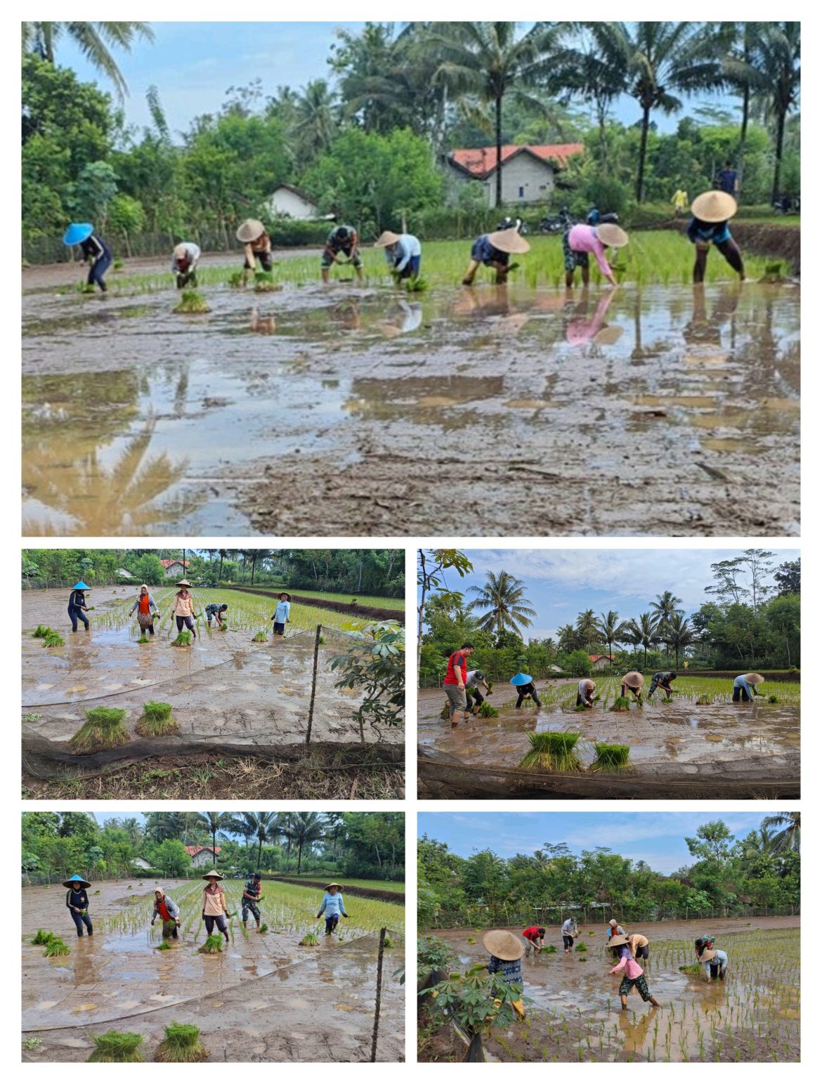 Babinsa Olak Alen Dampingi Petani Tanam Padi, Wujud Nyata Dukungan TNI Pada Ketahanan Pangan