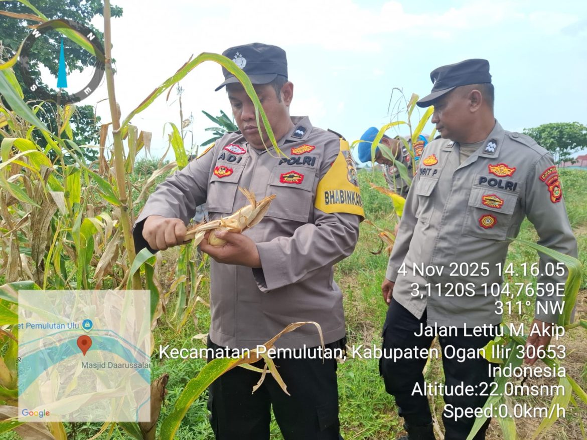 Polsek Pemulutan ogan Ilir Bersama Kelompok Tani Panen Jagung Dukung Ketahanan Pangan Pemerintah