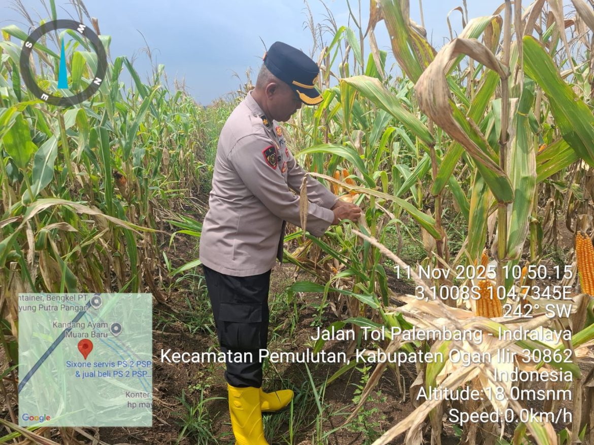 Polres ogan ilir dan Polsek Pemulutan  Ogan Ilir Panen Jagung Program Ketahanan Pangan di Desa Muara Baru
