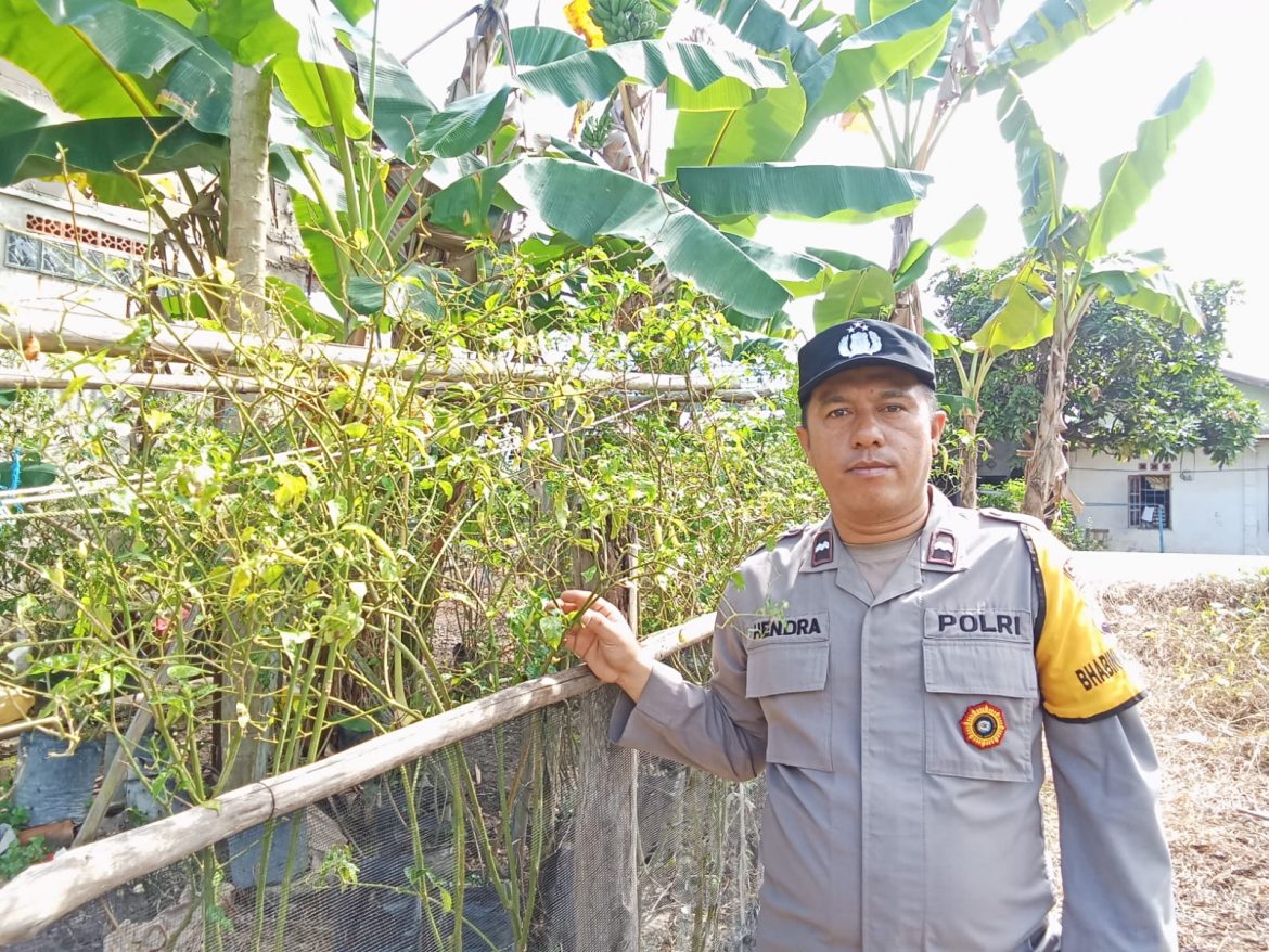 Bhabinkamtibmas Polsek Mariana Dorong Swasembada Pangan Melalui Program P2B di Desa Pematang Palas