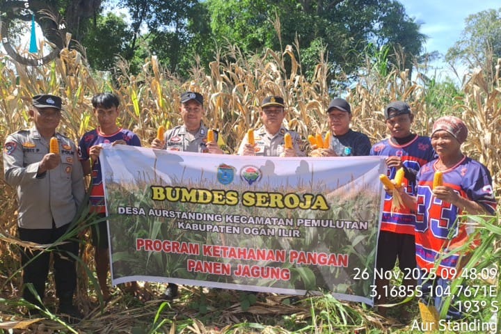 Polres ogan ilir melalui Polsek Pemulutan Dukung Ketahanan Pangan, Hadiri Kegiatan Panen Jagung di Desa Aurstanding