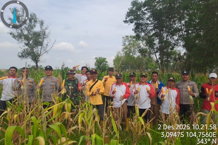 Polres Ogan Ilir Melalui Polsek Pemulutan Laksanakan Panen Jagung Program Ketahanan Pangan di Desa Pelabuhan Dalam