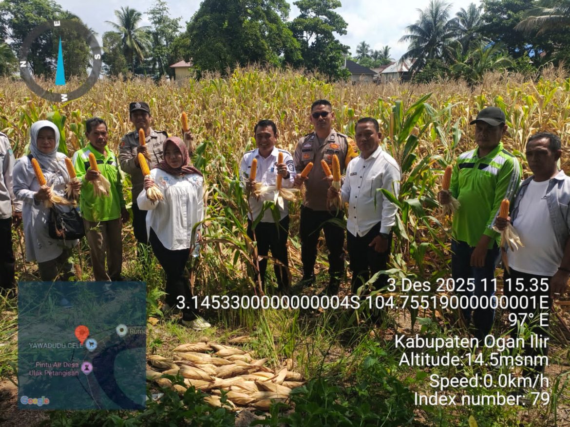 Polsek Pemulutan Panen Jagung Program Ketahanan Pangan di Desa Ulak Petangisan