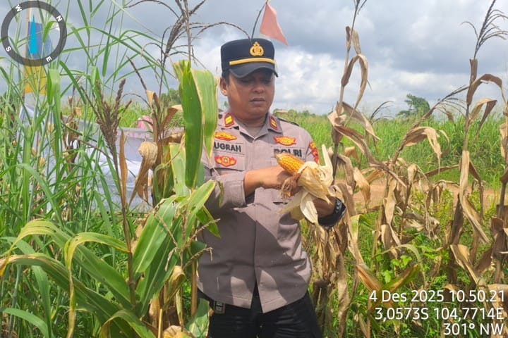 Polsek Pemulutan Panen Jagung Program Ketahanan Pangan di Desa Pegayut