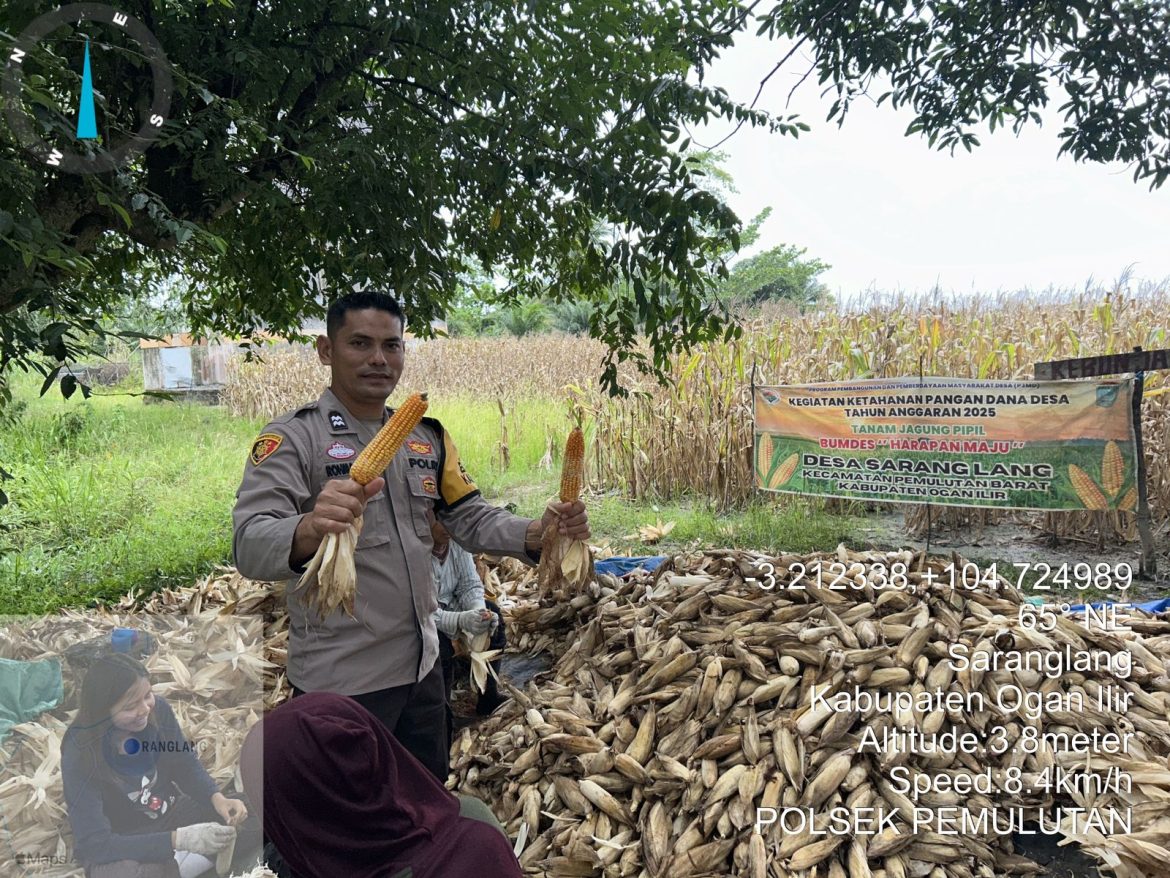 Polsek Pemulutan Gelar Panen Jagung Bersama Petani untuk Perkuat Ketahanan Pangan di Desa Sarang Lang