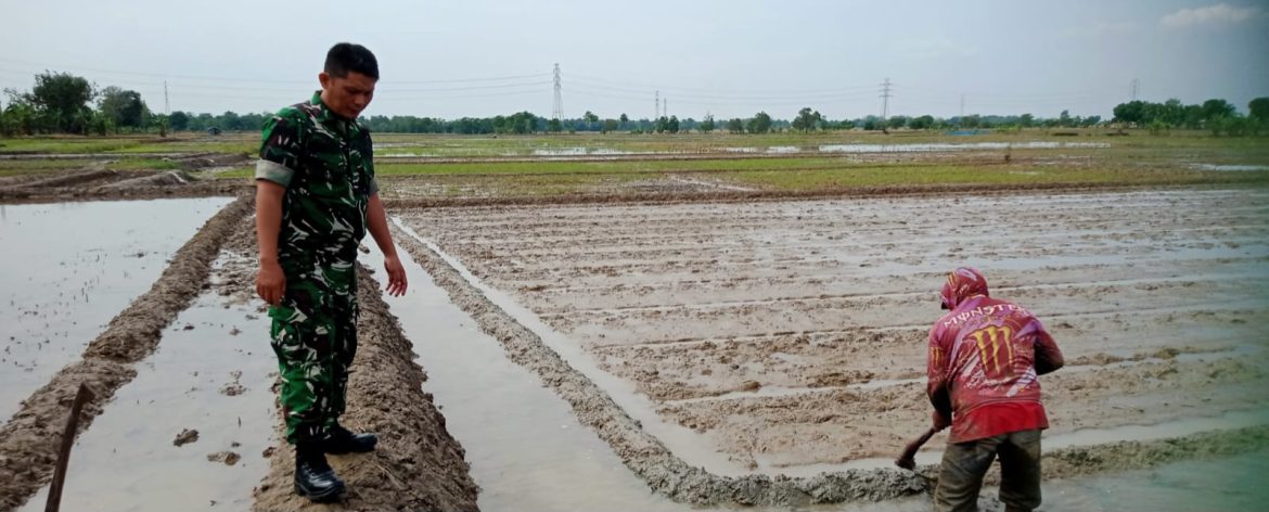 Babinsa Koramil 1605 Sukagumiwang Monitoring dan Pendampingan Pengolahan Lahan Sawah di Area Sawah Desa Sukawera